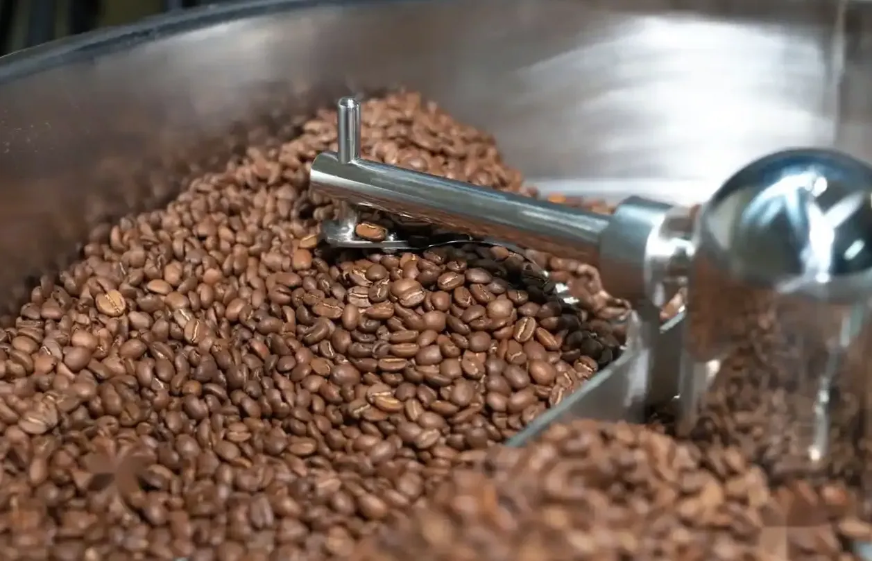 Barista podczas cuppingu kawy speciality